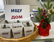 Маленькое колючее счастье в добрые руки: заберите своего кактусенка в «ИНСИТ»!